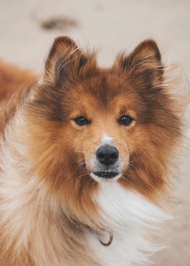 Pet-Friendly Solutions