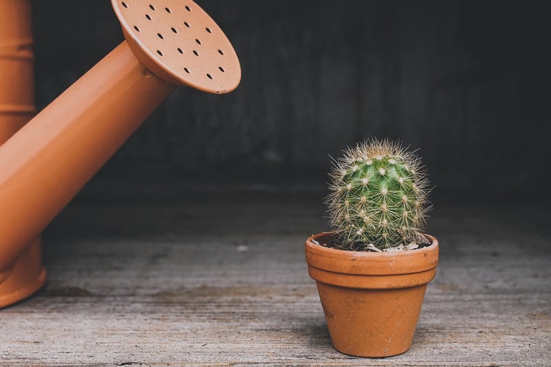 Plant Swap